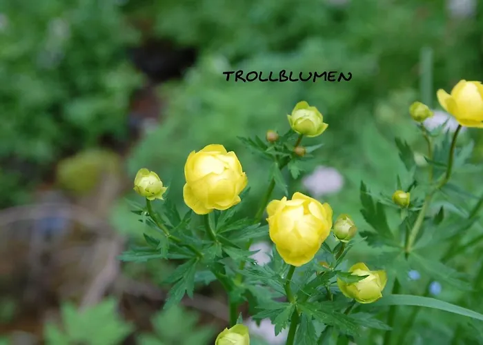 Reifberg Apartment *